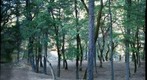 shady spot