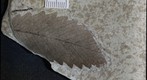 Fagopsis