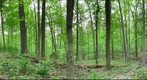 Huntington Museum of Art Trail - Land Art by Earl Gray