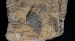 Ghaub Formation diamictite with Snowball Earth glacial dropstones