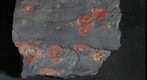 Snowball Earth Educational Rock Sample Suite PFH-4