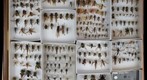 Asilidae Receiving 2