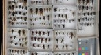 Asilidae Receiving 3