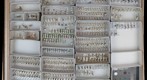 Dolichopodidae 4
