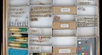 Psychodidae 2, Scatopsidae, Tanyderidae, Axymyiidae, and Anisopodidae