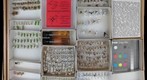 Sciaridae