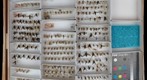 Rhagionidae 2