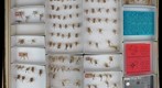 Tipulidae 5