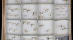 Tipulidae Receiving 2