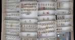 Culicidae 1