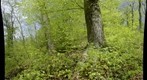 Beech tree