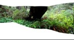 Grove of Titans Redwood Trees