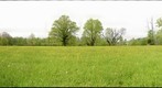 Flower meadow