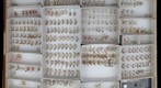 Culicidae 2
