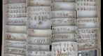 Culicidae 3