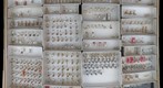 Culicidae 4