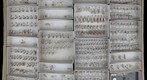 Culicidae 6