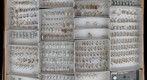 Culicidae 7