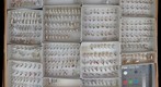 Culicidae 8