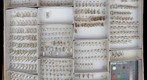Culicidae 10