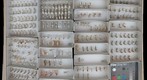 Culicidae 13