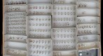 Culicidae 14