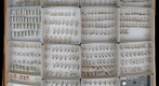 Culicidae 17