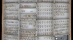 Culicidae 18