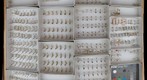 Culicidae 20