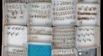 Culicidae 22