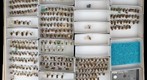 Andrenidae 1