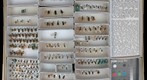Andrenidae 3