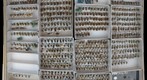 Andrenidae 4