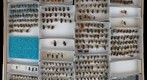 Andrenidae 5
