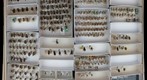 Andrenidae 6