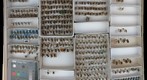 Andrenidae 7