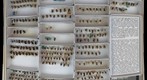 Andrenidae 9