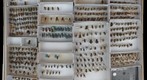 Andrenidae 10