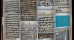 Halictidae 2