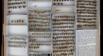 Halictidae 4