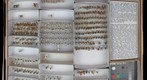 Halictidae 7