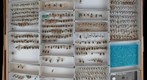 Halictidae 8