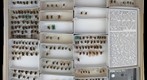 Megachilidae 3