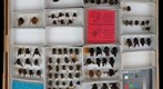 Apidae 1
