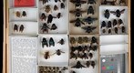Apidae 3