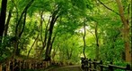 Fresh green2/2