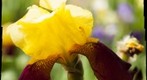 Yellow Iris