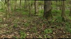 Morchella esculenta site in dot_lu