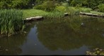 Pond at Shaw's Garden