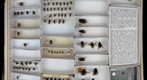 Apidae 26